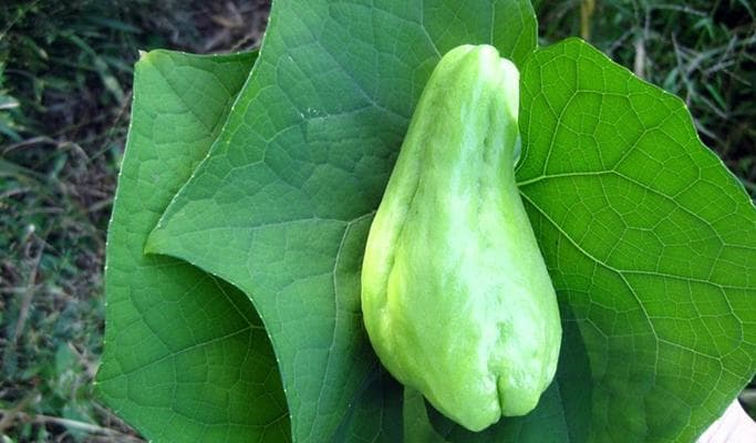 佛手瓜生吃可行吗？——探究佛手瓜的营养价值和食用方法