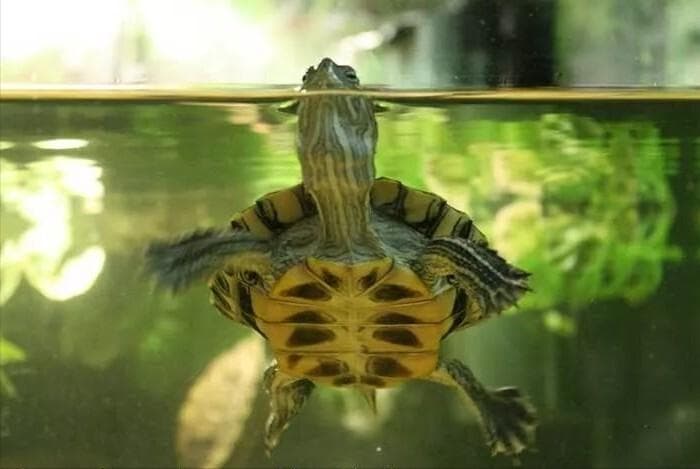 龟缸里养什么植物最好？介绍几种好养皮实的水草