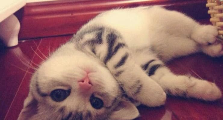 猫咪训练指南（从“坐”到“握手”，让猫咪成为最优秀的小伙伴）