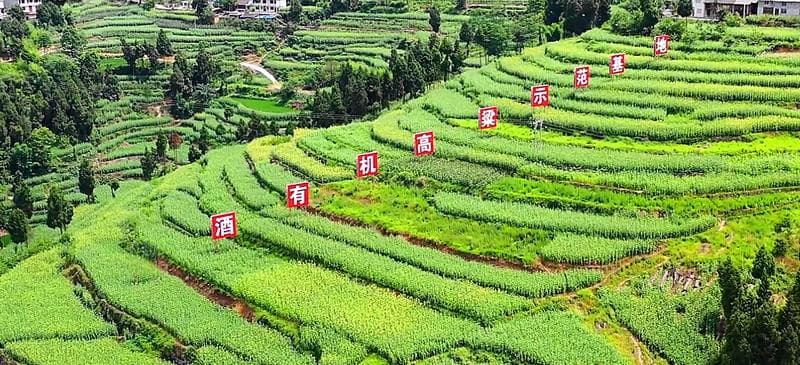 习水：田畴沃野尽丰景 高粱酿出酱酒香