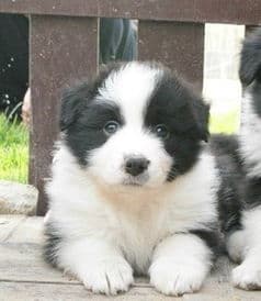 培养边境牧羊犬成卓越宠物犬