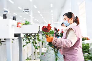 以史书里的清香讲述昆明花卉文化