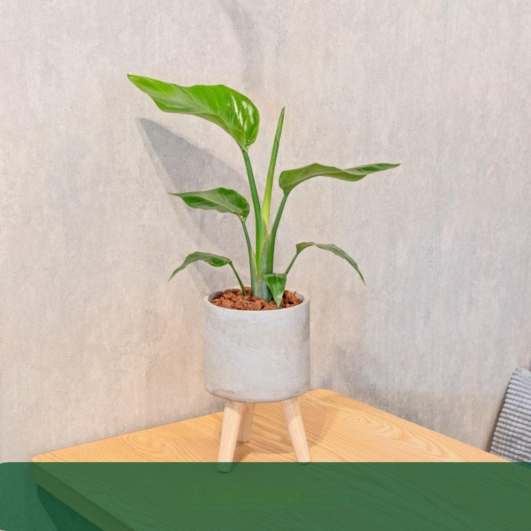 天堂鸟植物栽培指南：从选位到养护的科学方法