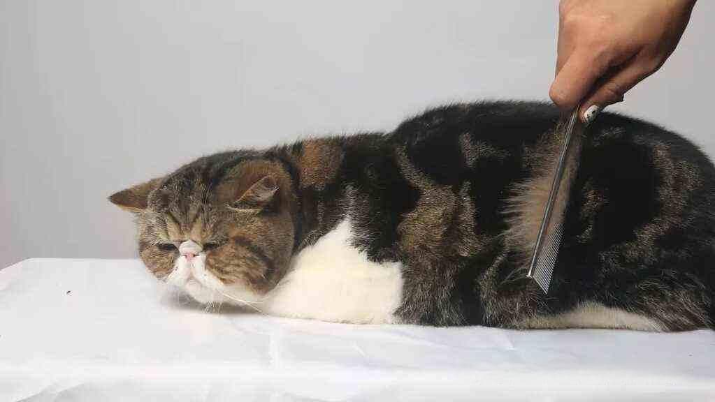让猫咪爱上梳毛：从工具选择到技巧运用的全面指南