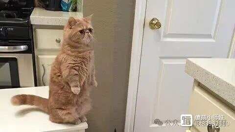 猫站起来，不仅仅是站立——解读猫咪行为的深层含义