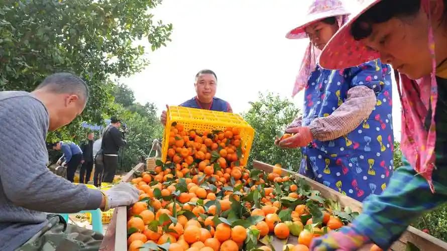 “南北奔赴”背后的富民经 ——广西西林沙糖桔产业发展观察