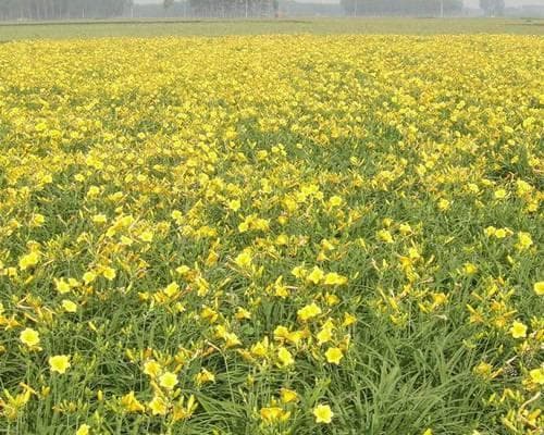 黄花菜产地探究（从地理位置到土壤条件）