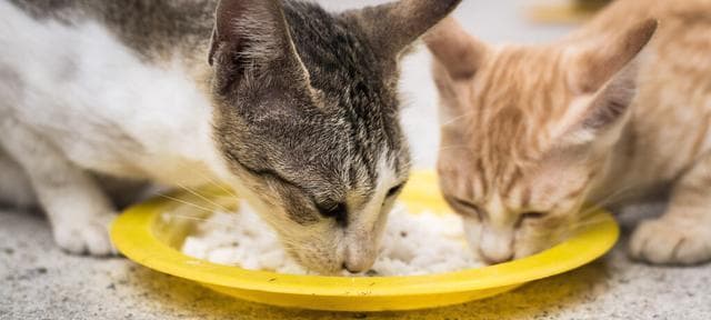 小猫拒食怎么办：15步指南从居家到就医