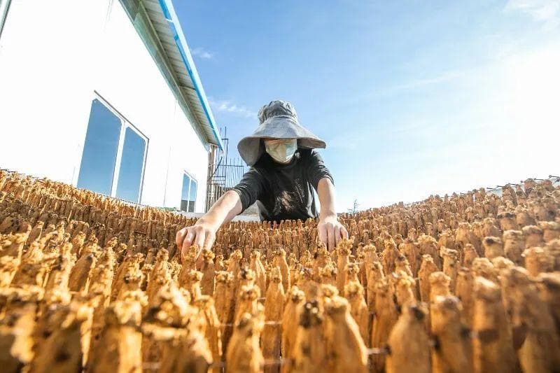 “黔中党参，威宁最佳”