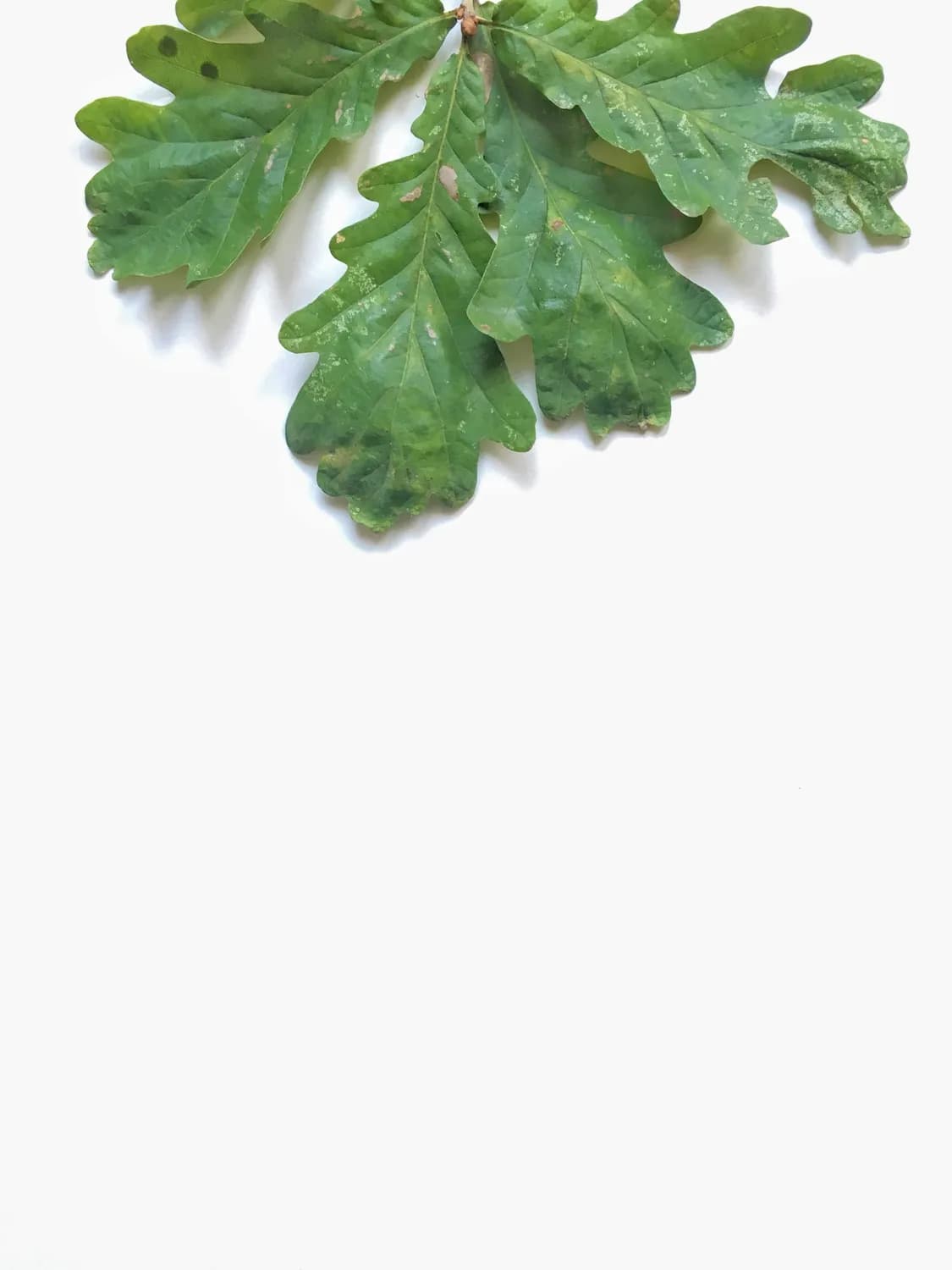 荠菜炒鸡蛋：护肝养生的美味之选