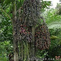 短穗鱼尾葵：一种优雅的室内观赏植物