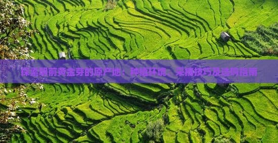 探索明前黄金芽的原产地：种植环境、采摘技巧及选购指南