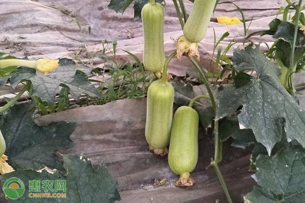 丝瓜种植最佳时间是几月？从品种选择到管理技巧全攻略