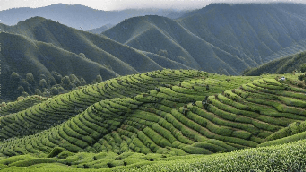 红茶冲泡：如何泡出浓郁的香气与口感
