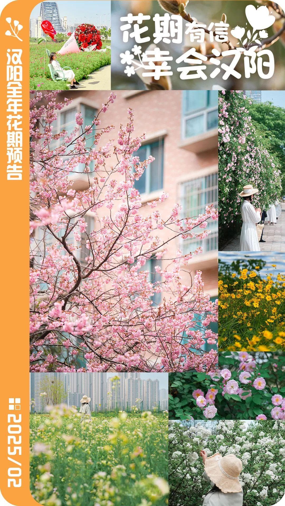 龟山早樱开了，汉阳赏花日历来了