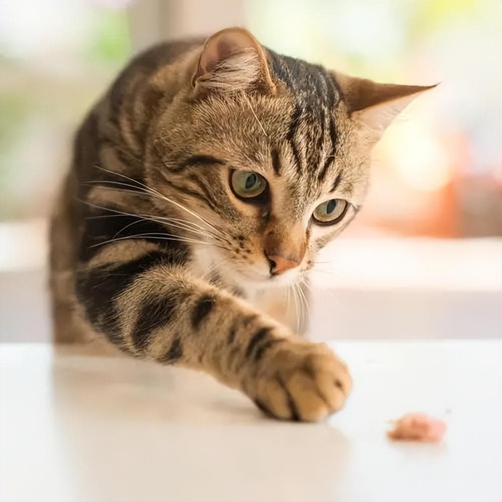 虎斑猫千万不能养（虎斑猫好养吗养虎斑猫的好处和坏处）
