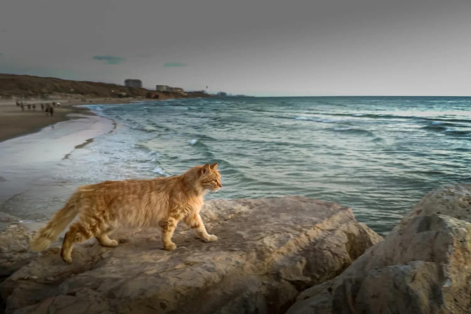金球奖提名动画《猫猫的奇幻漂流》，全家必看！