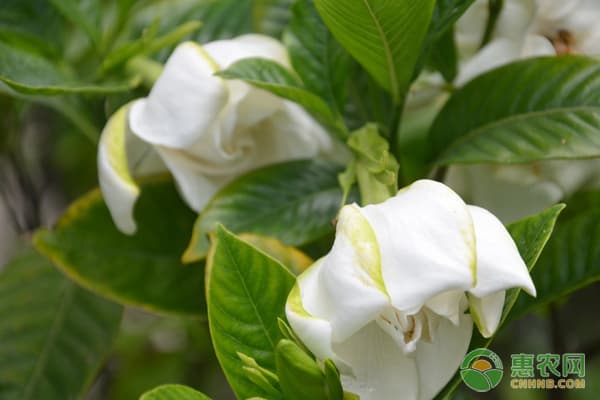 栀子花不开花是什么原因？