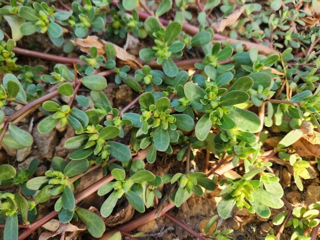 马齿苋：一种兼具食用与药用价值的神奇植物