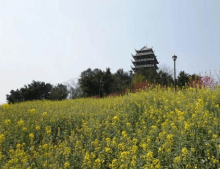 祭祖扫墓、踏青郊游、插柳折柳……清明节的传统习俗，你知道几个？