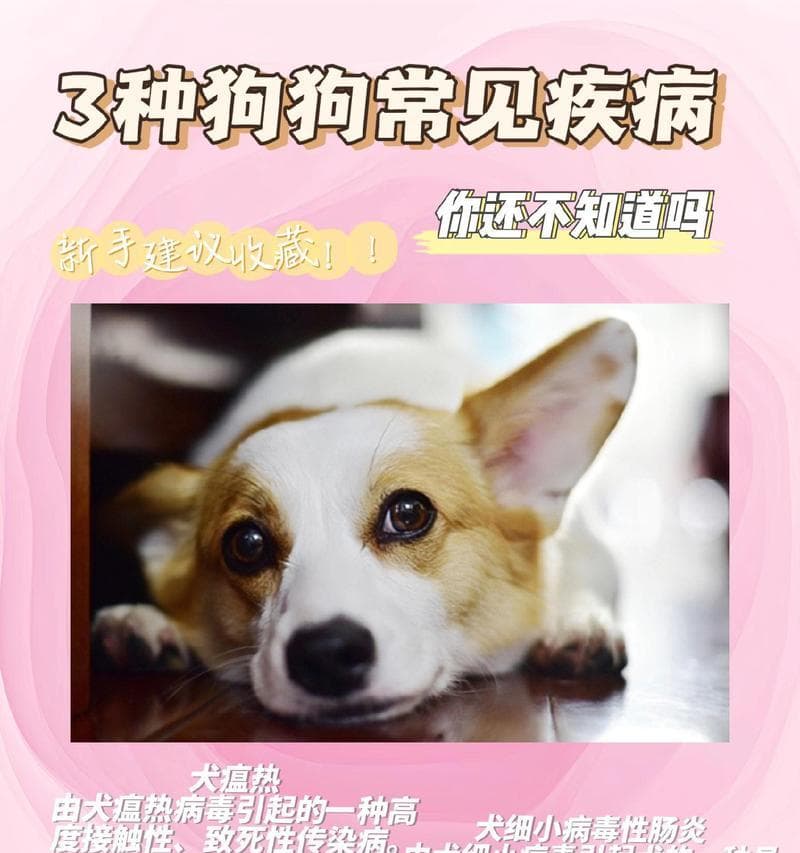 如何预防和应对狗狗细小病？（了解细小病的症状和传播途径，以及预防与治疗方法。）