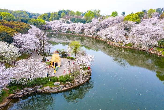 湖南春季赏花指南：漫步三湘四水，邂逅繁花盛景