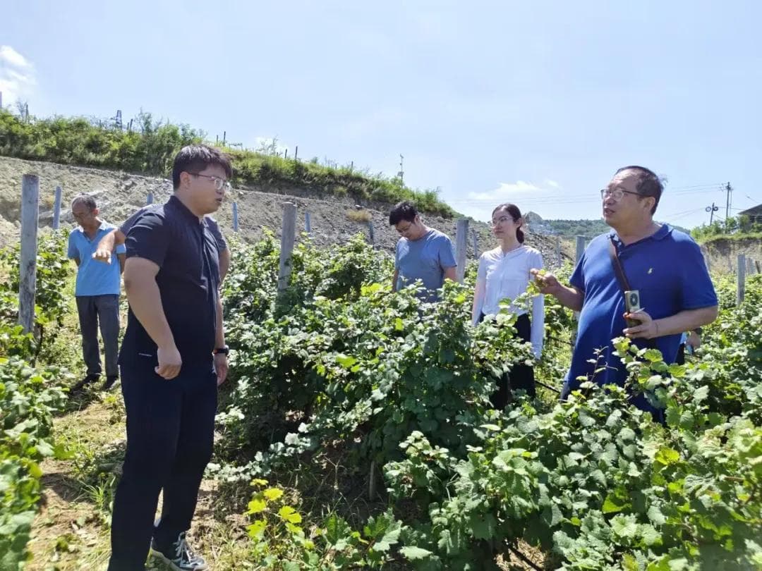 蓬莱葡萄产区开展病虫害防治培训，专家支招应对炭疽病