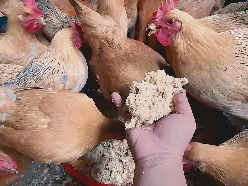 养鸡必备！4种超实用鸡饲料配方解析