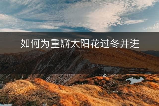 重瓣太阳花冬季养护指南：环境、修剪与管理全攻略