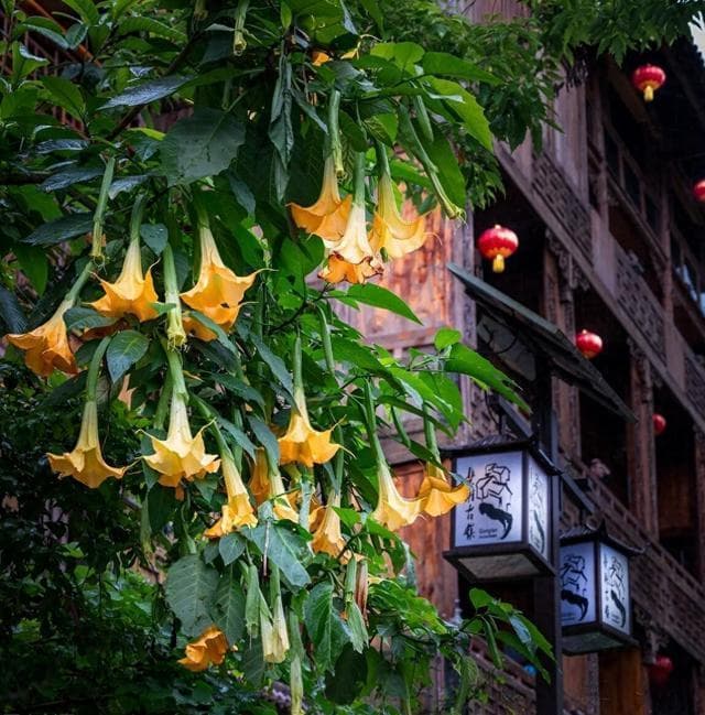 夏天开得多的8种“毒花”，建议给孩子科普，避免受伤害