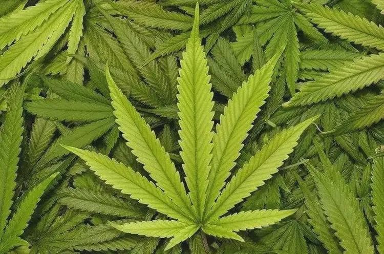 关于大麻，你了解多少？