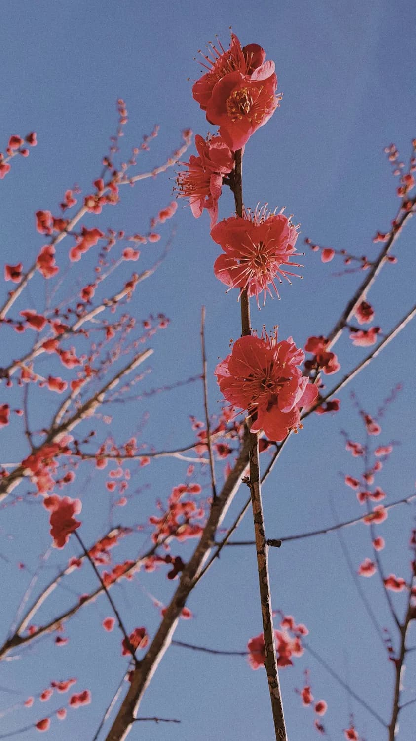 四大名家笔下的梅花：谢稚柳、陆俨少、关山月、吴昌硕