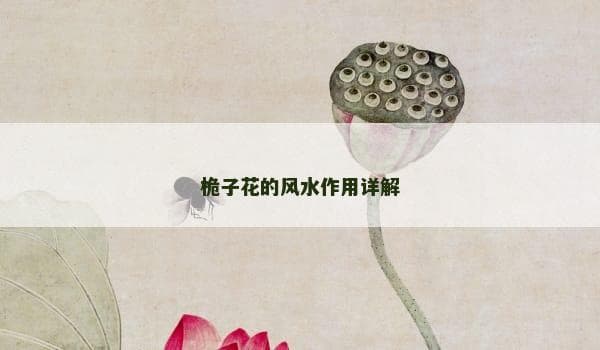 桅子花的风水作用详解
