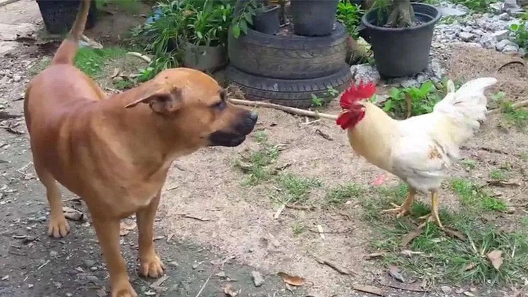 十二生肖相冲相克表口诀，鸡犬不可遇