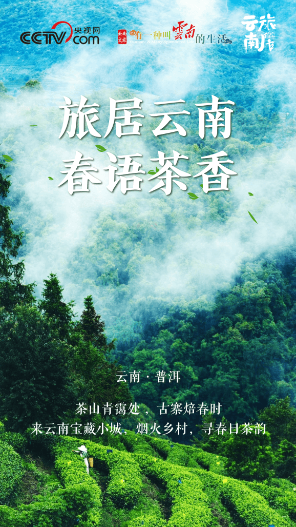 旅居云南·春语茶香｜到云南喝一杯春天的茶
