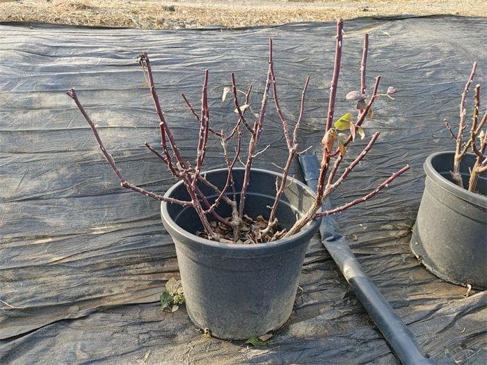 让植物冬季安然越冬的养护指南