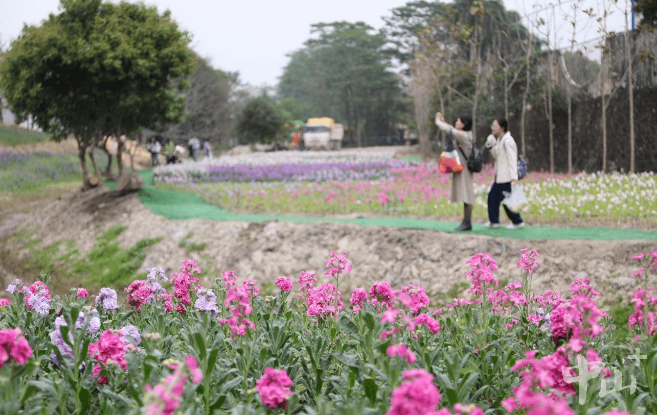 黄花风铃木、万寿菊、格桑花、孔雀草……中山南朗云梯山森林公园花海开放