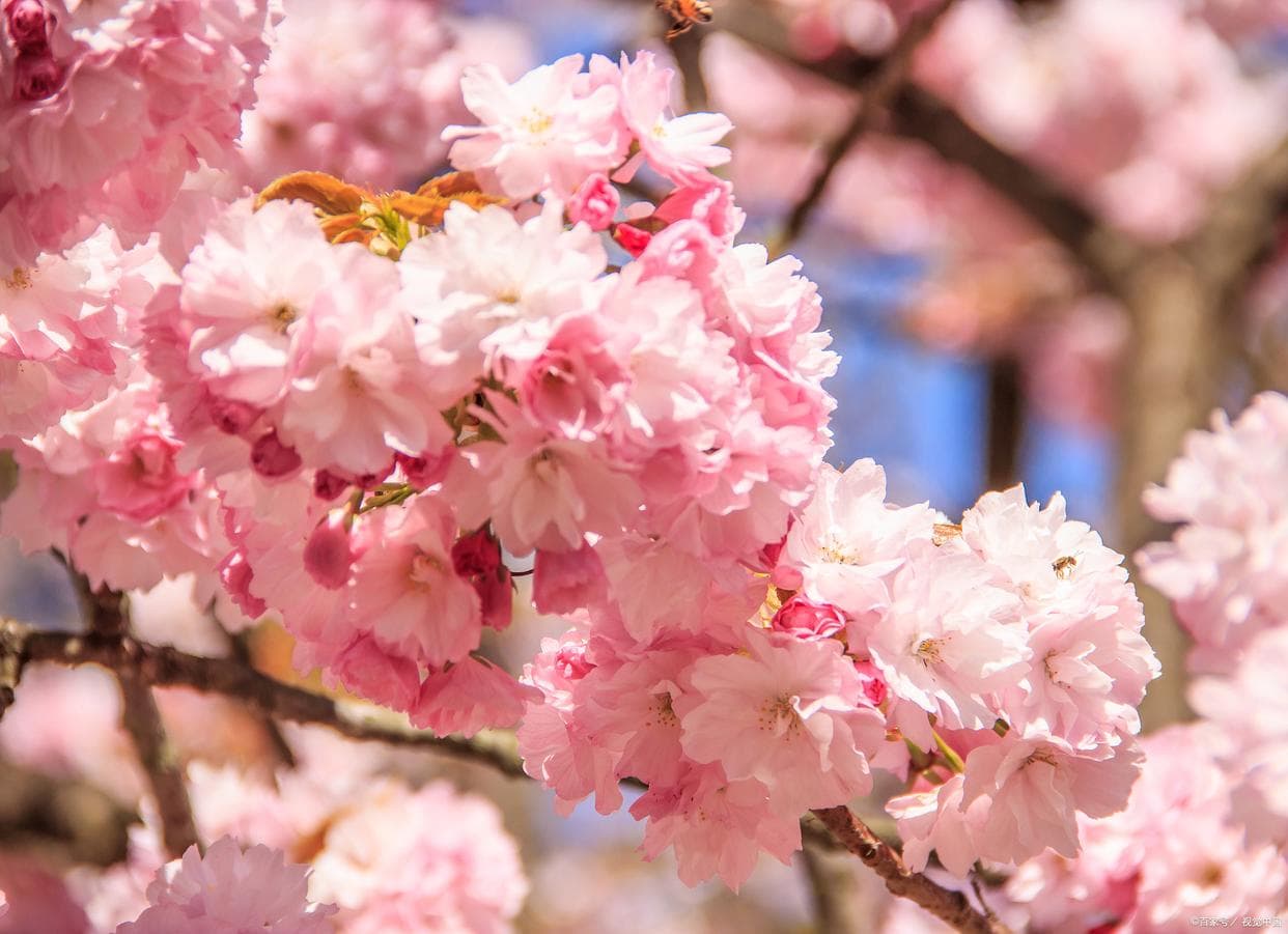 樱花—热烈高尚：从华夏古韵到现代美学的东方传奇