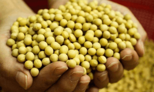 黄豆热量是否高？一文读懂黄豆的热量与营养价值