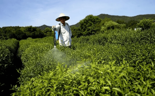 茶园化肥减施增效技术，叶面肥如何提升绿茶品质？
