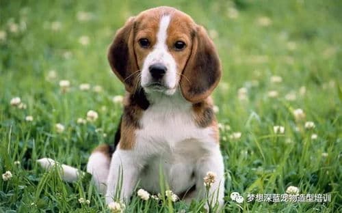 宠物剪毛：狗狗嘴巴毛修剪技巧