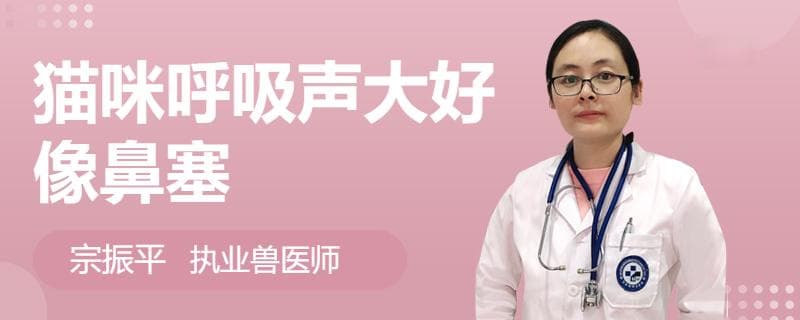 猫咪呼吸声大好像鼻塞？这些原因和建议请收好