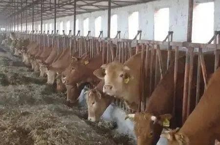 豆饼、豆粕喂牛，哪个更好？使用时要注意什么？