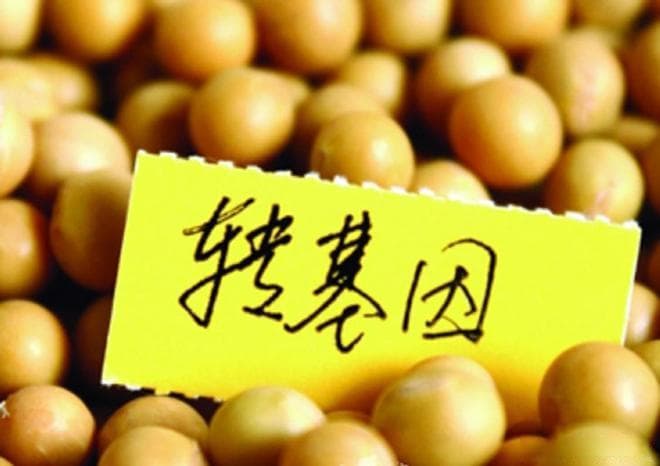 转基因食品真的安全吗？