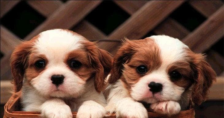 十四种大型犬及其特点（选择适合你的大型犬伴侣，了解这些品种的特点吧！）