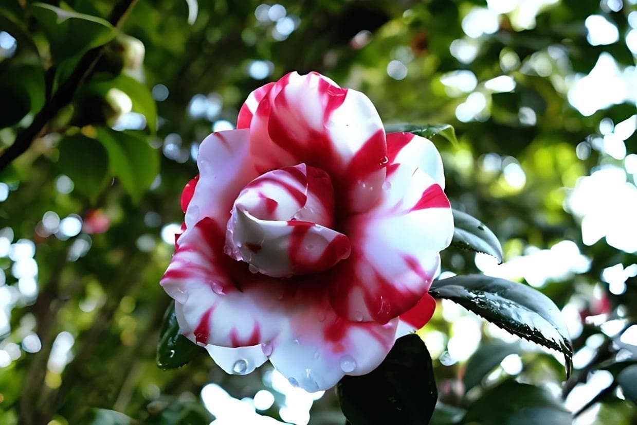 杜鹃、茶花不再难养活！掌握这几点，轻松调制酸性土壤有妙招