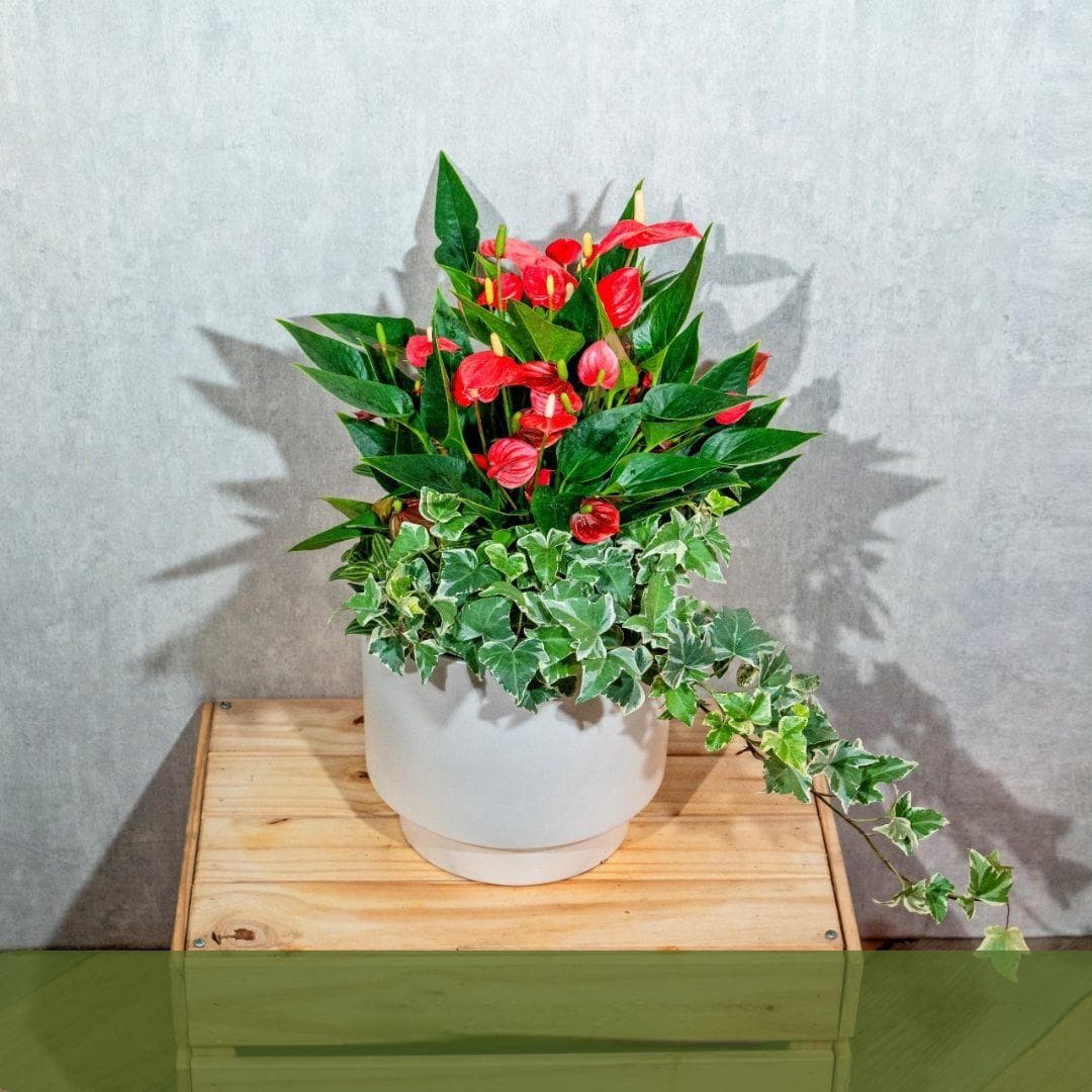 火鹤花种植与护理完全指南
