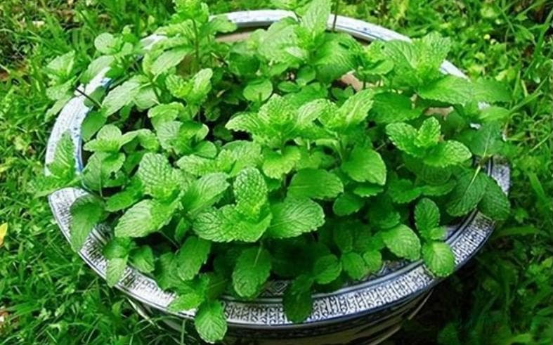 薄荷——夏季里的可食、驱蚊虫神器