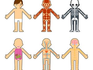 人体疾病发生的主要原因是什么
