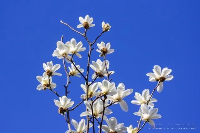 哪种早春花卉有“望春花”之称？玉兰还是茉莉？